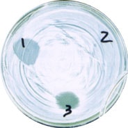 大腸菌O-157に抗菌活性